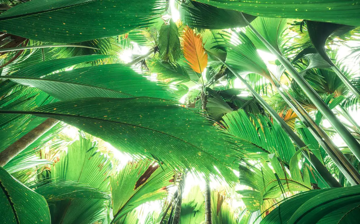 Komar Vlies Fototapete Dschungeldach II 450 x 280 cm 