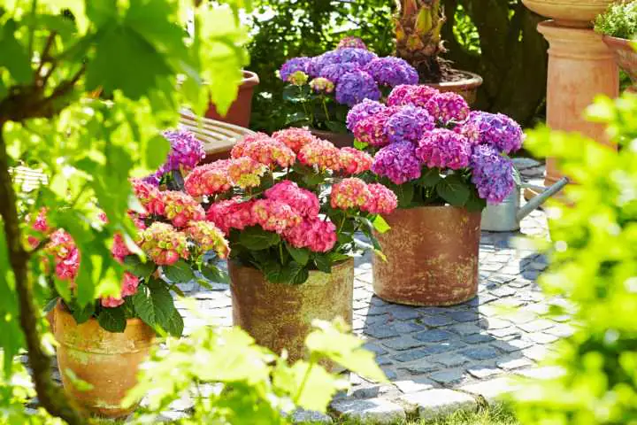 Gartenhortensie Hydrangea mac. Diva Fiore H ca. 30 cm 23 cm Topf