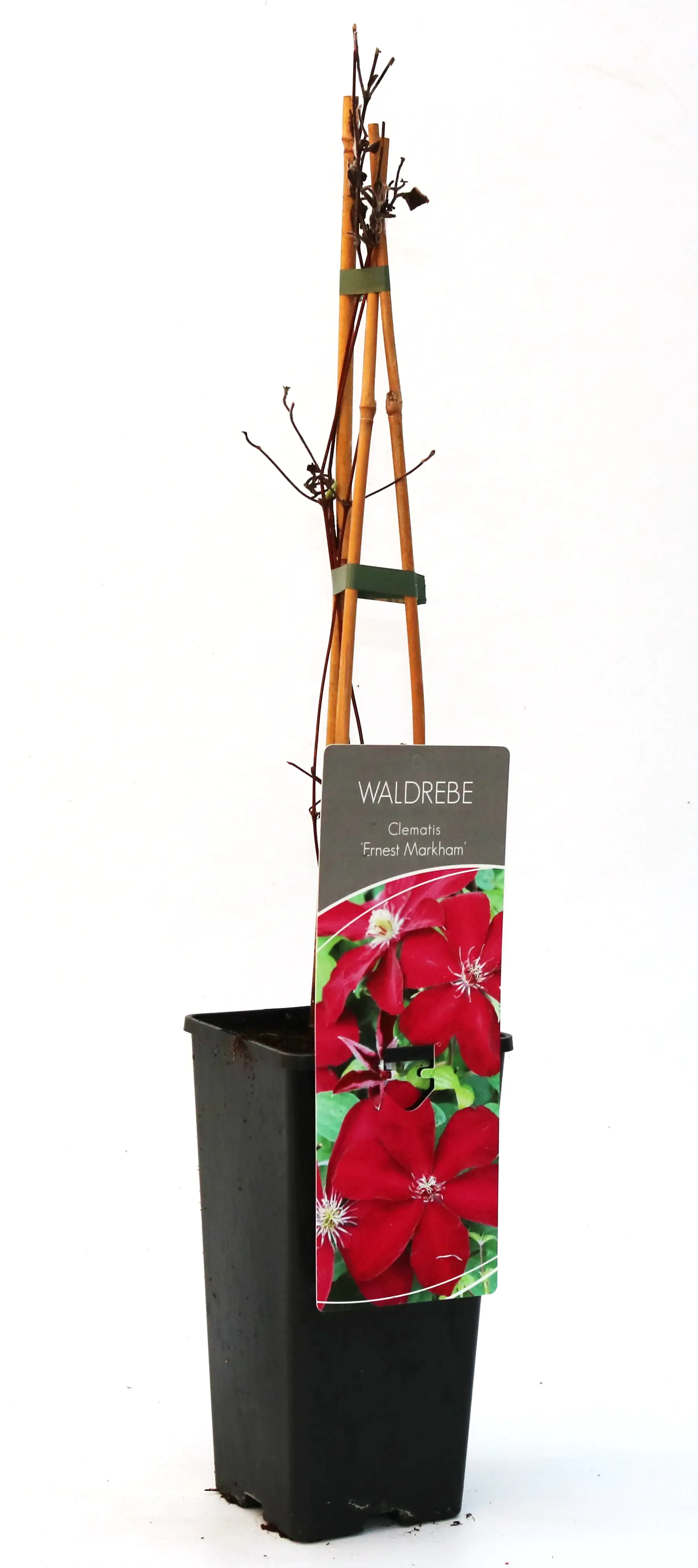 Waldrebe Clematis rot H 40 - 60 cm 2 L Eckcontainer