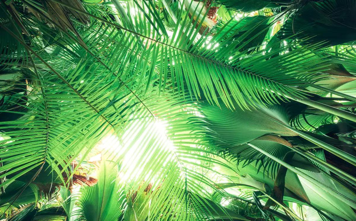 Komar Vlies Fototapete Dschungeldach 450 x 280 cm 
