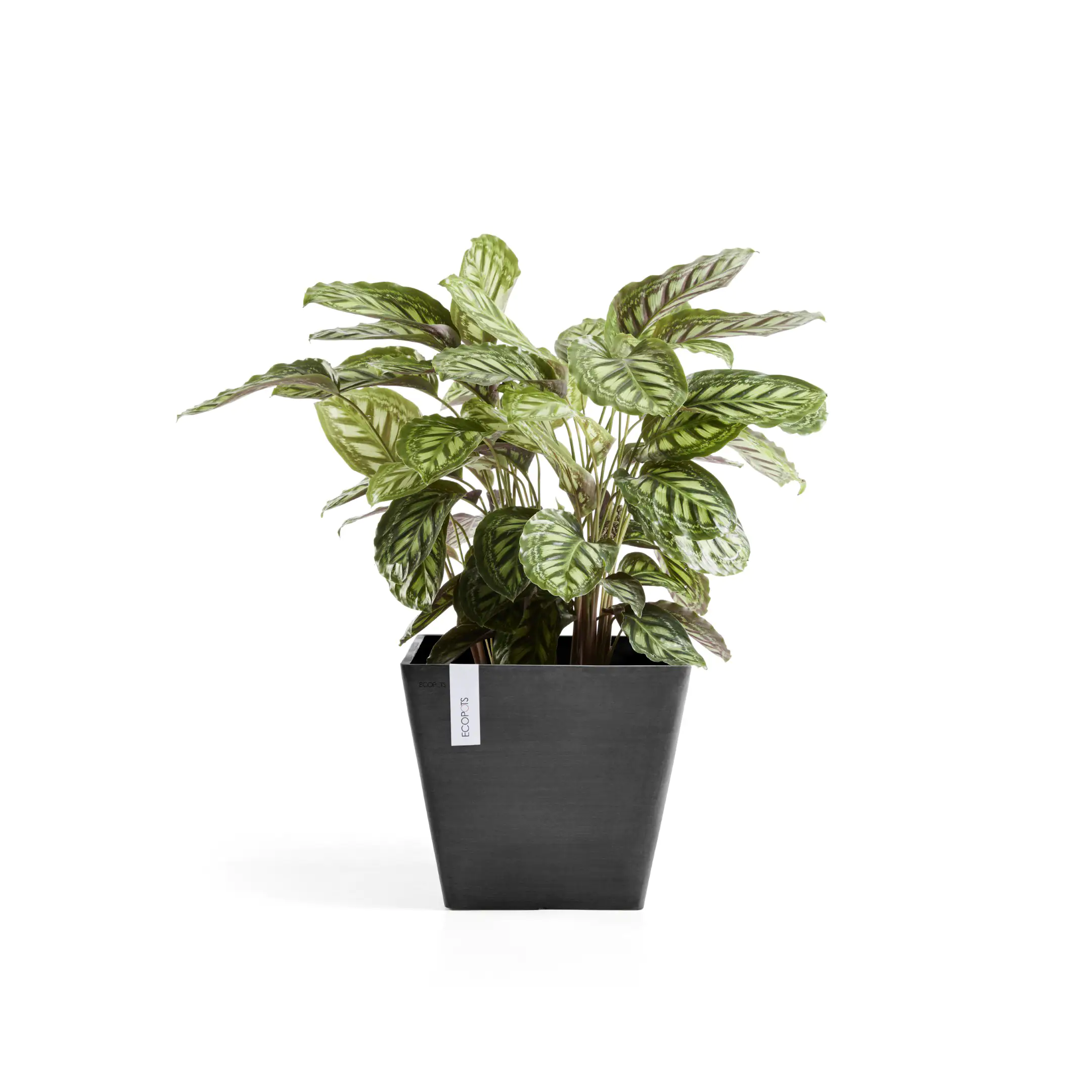 Ecopots Pflanztopf Rotterdam 40 x 40 x 35 cm dunkelgrau