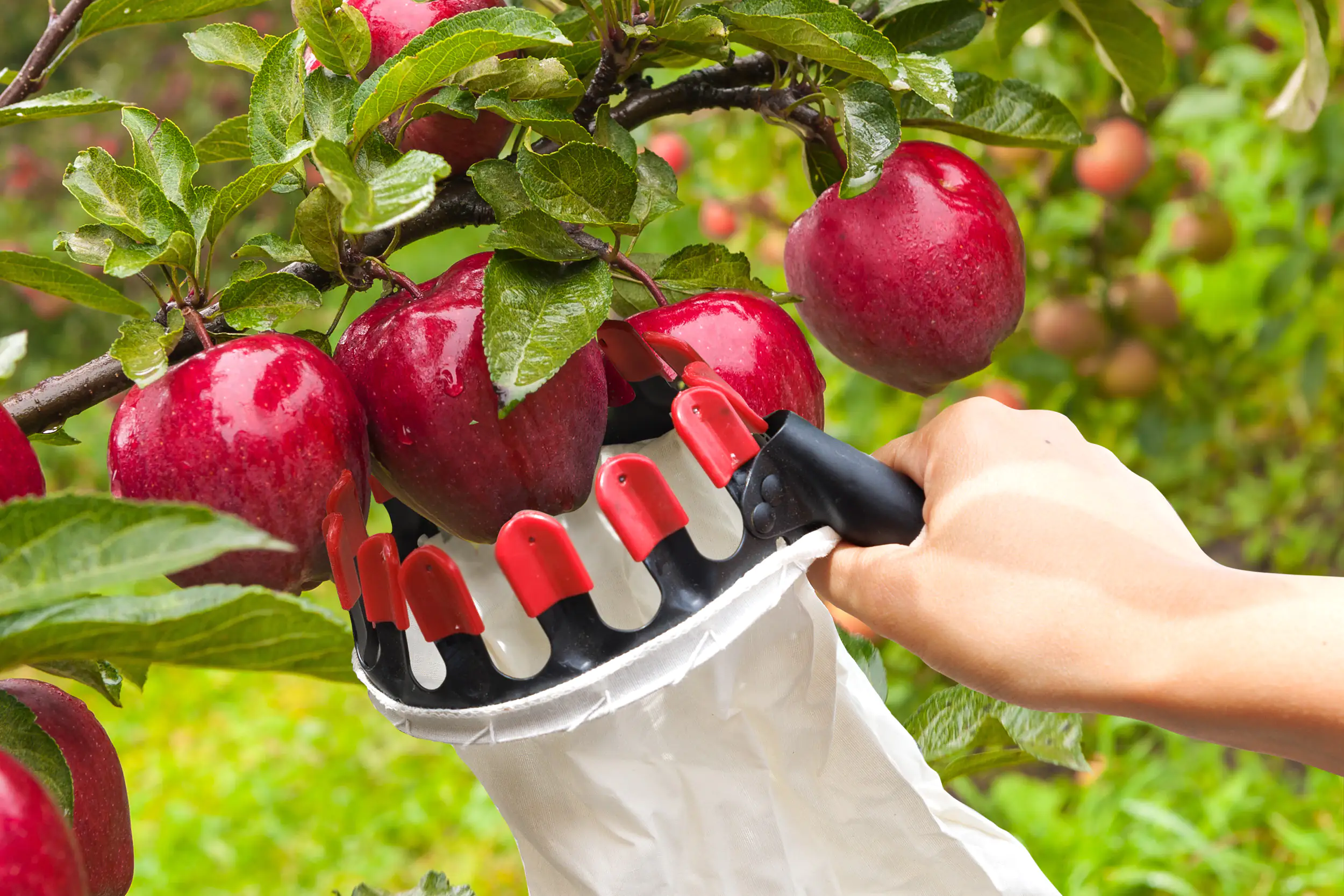 TrendLine Obstpflücker Ø 13 cm mit Baumwollbeutel