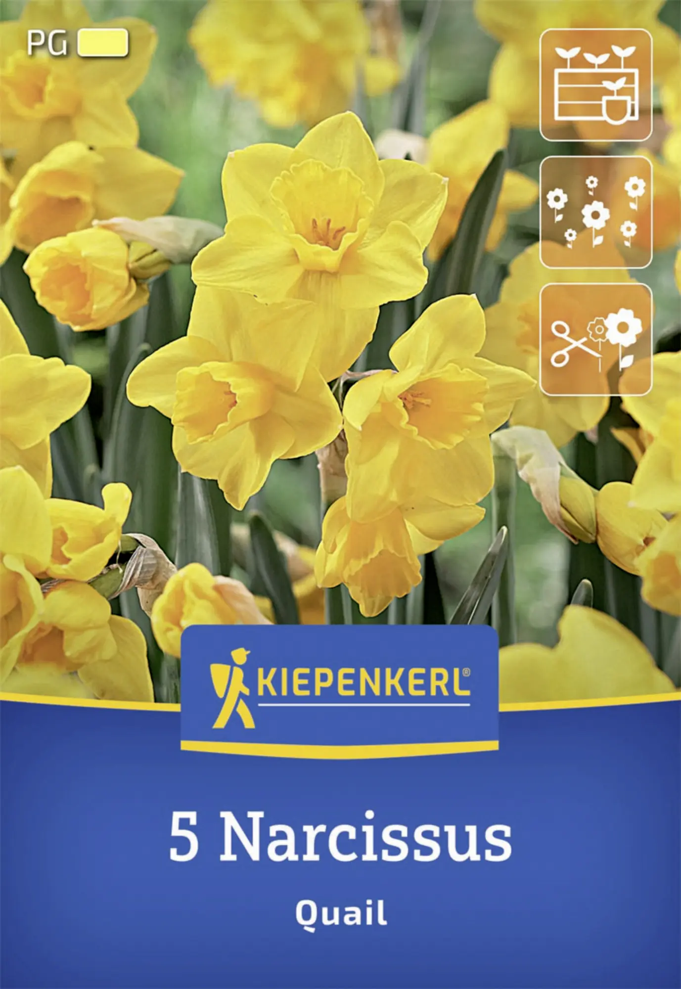 Kiepenkerl Herbstblumenzwiebel Jonquilla-Narzisse Quail 5 Stück