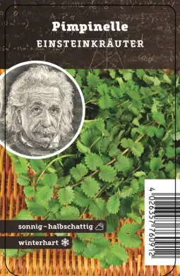 Einsteinkräuter Pimpenelle 12 cm Topf