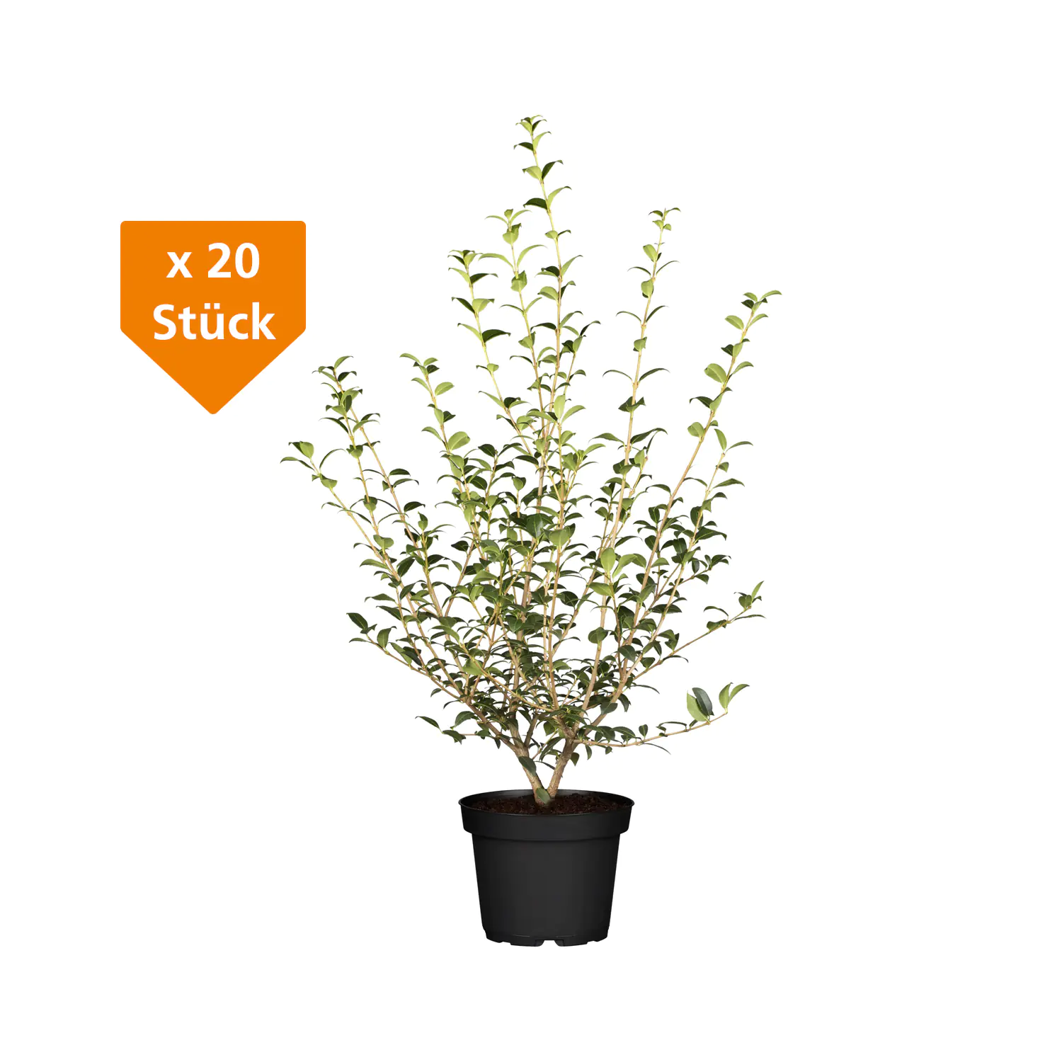 Frühlingsduftblüte Osmanthus Burkwoodii  H 120 - 140 cm, 20 Stück