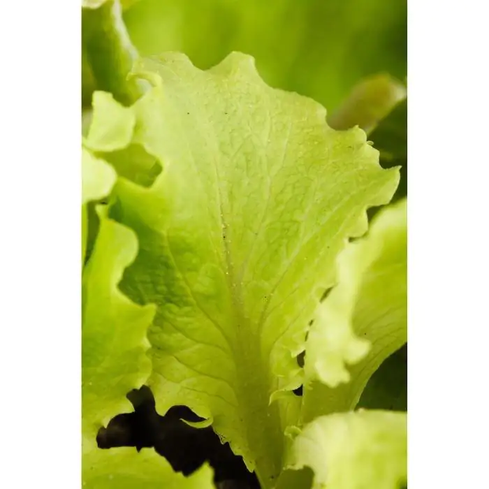 Bio Salat- und Gemüsesetzlinge Eissalat Compositae 6er Schale