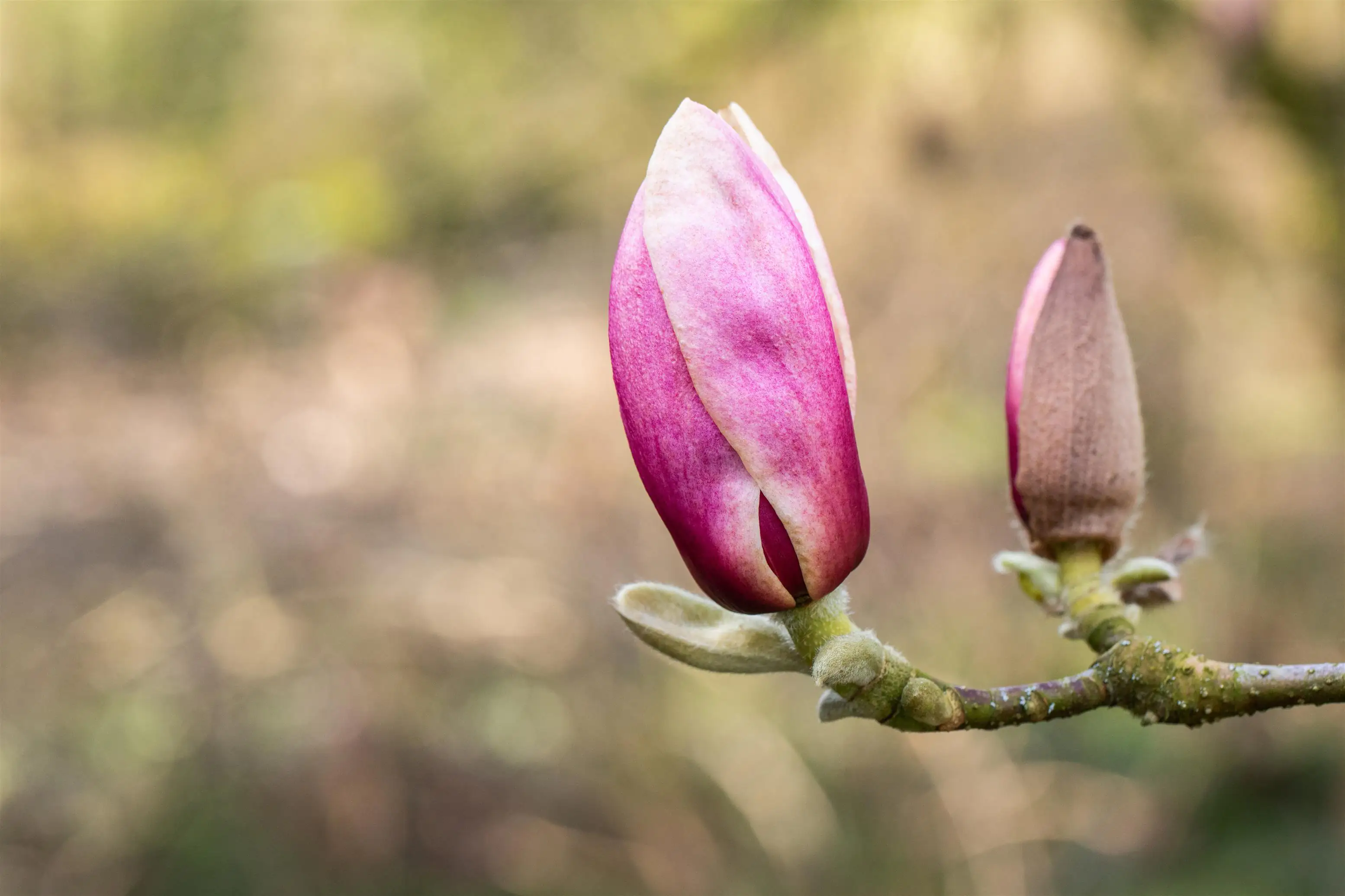 Tulpenmagnolie 5 l Container
