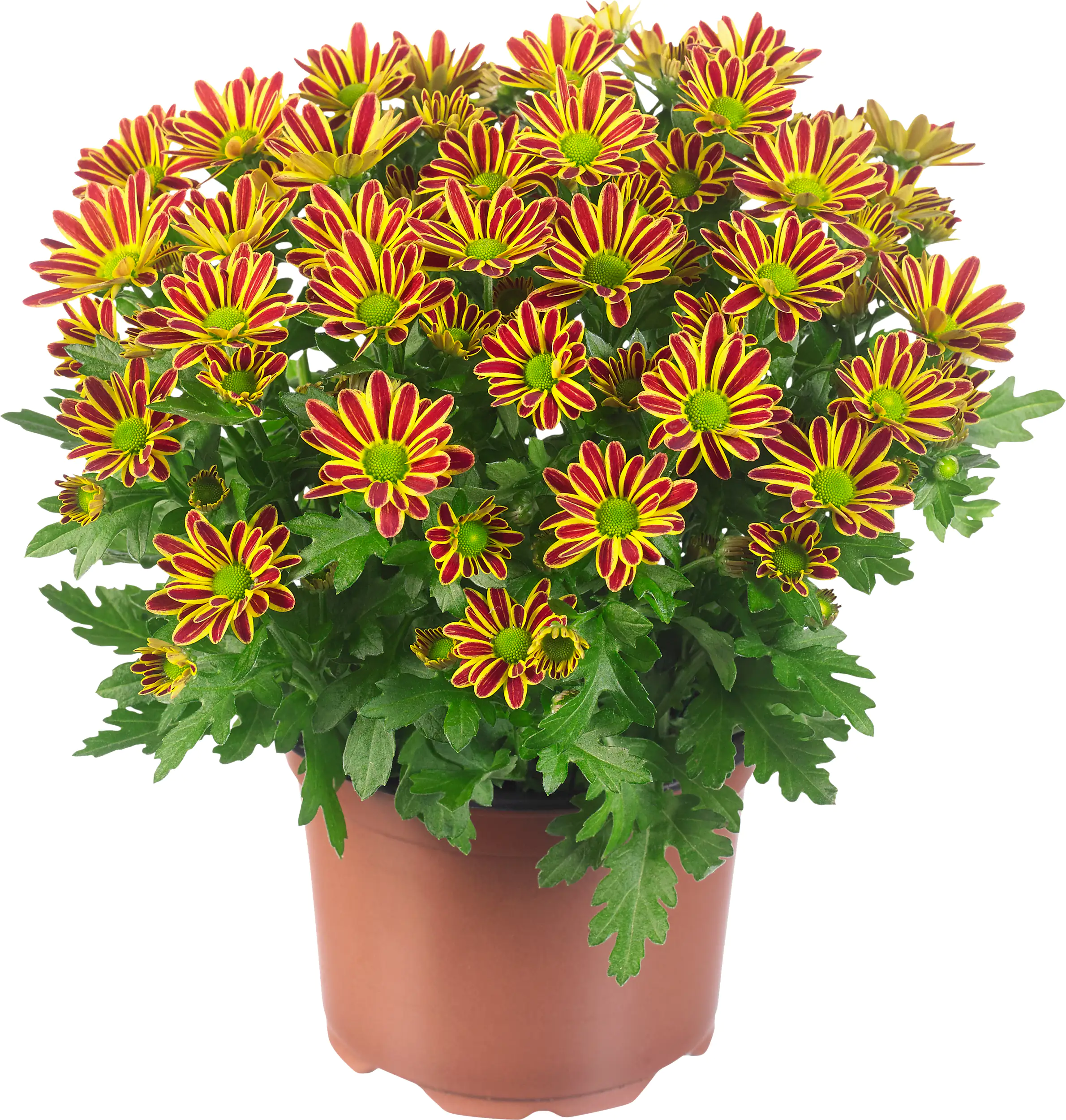 Chrysantheme Swifty H ca 20 cm 10,5 cm Topf