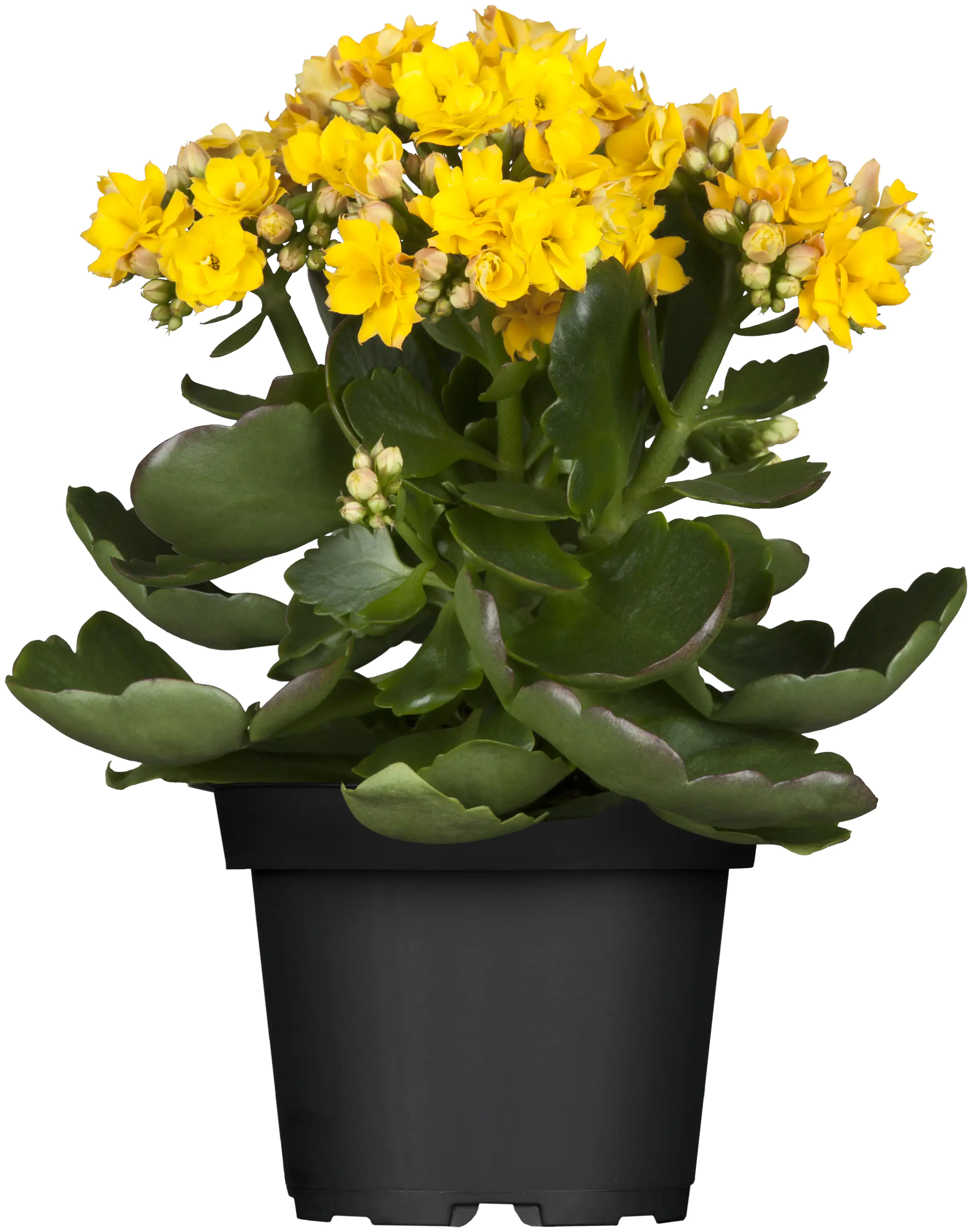 Flammendes Käthchen gelb einfach Kalanchoe H ca. 22 cm 10,5 cm Topf