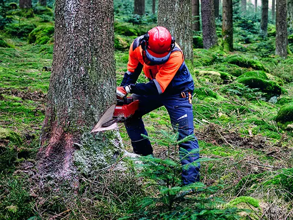 Einhell Akku-Kettensäge GP-LC 36/40 Li BL-Solo 40 cm Schwertlänge ohne Akku und Ladegerät