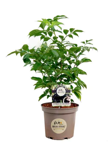 Wilde Küche Großfruchtige Fliederbeere 29 cm Topf, 40-60 cm hoch