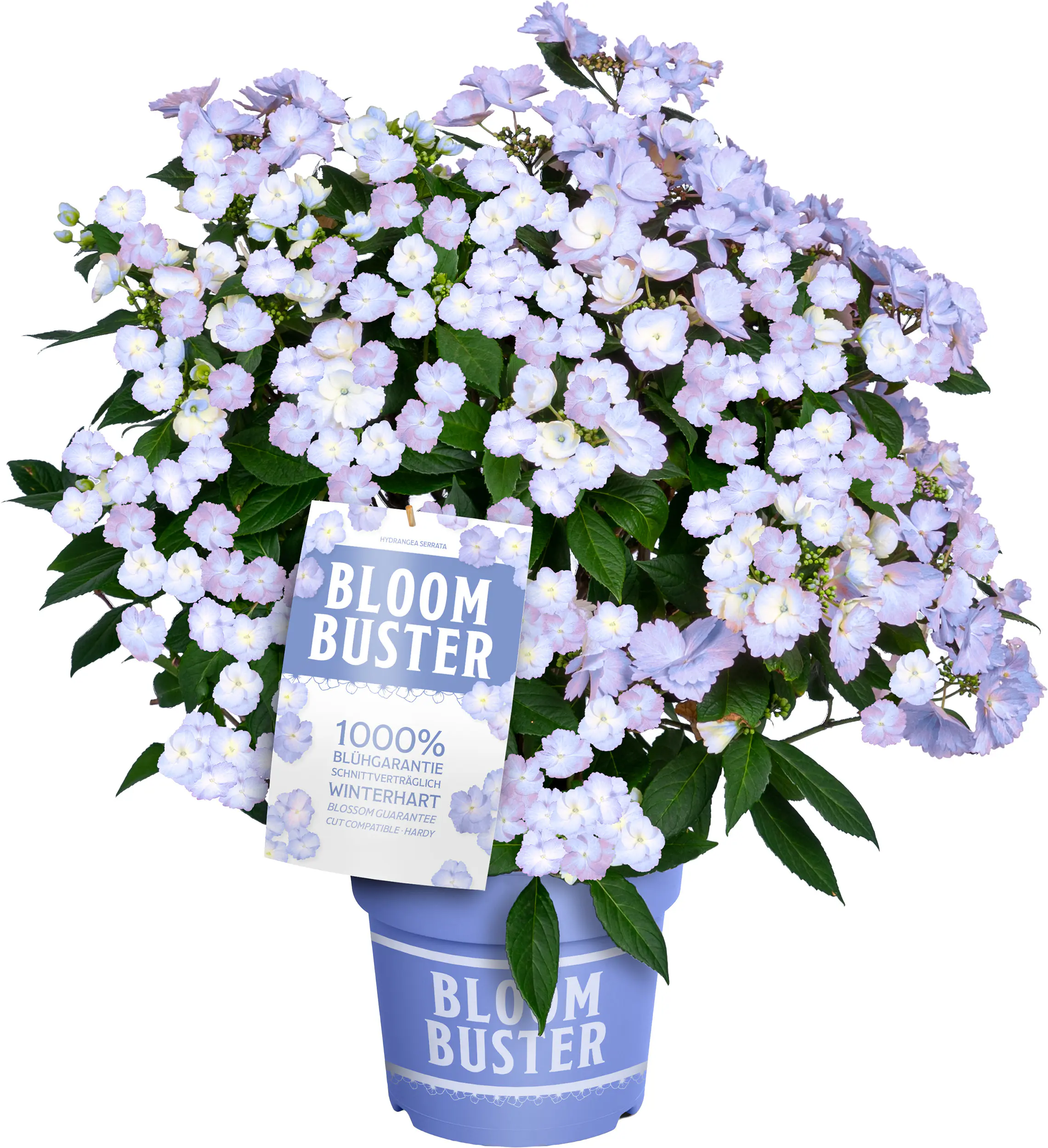 Hydrangea mac. Hortensie Bloombuster Neue Generation 23 cm Topf