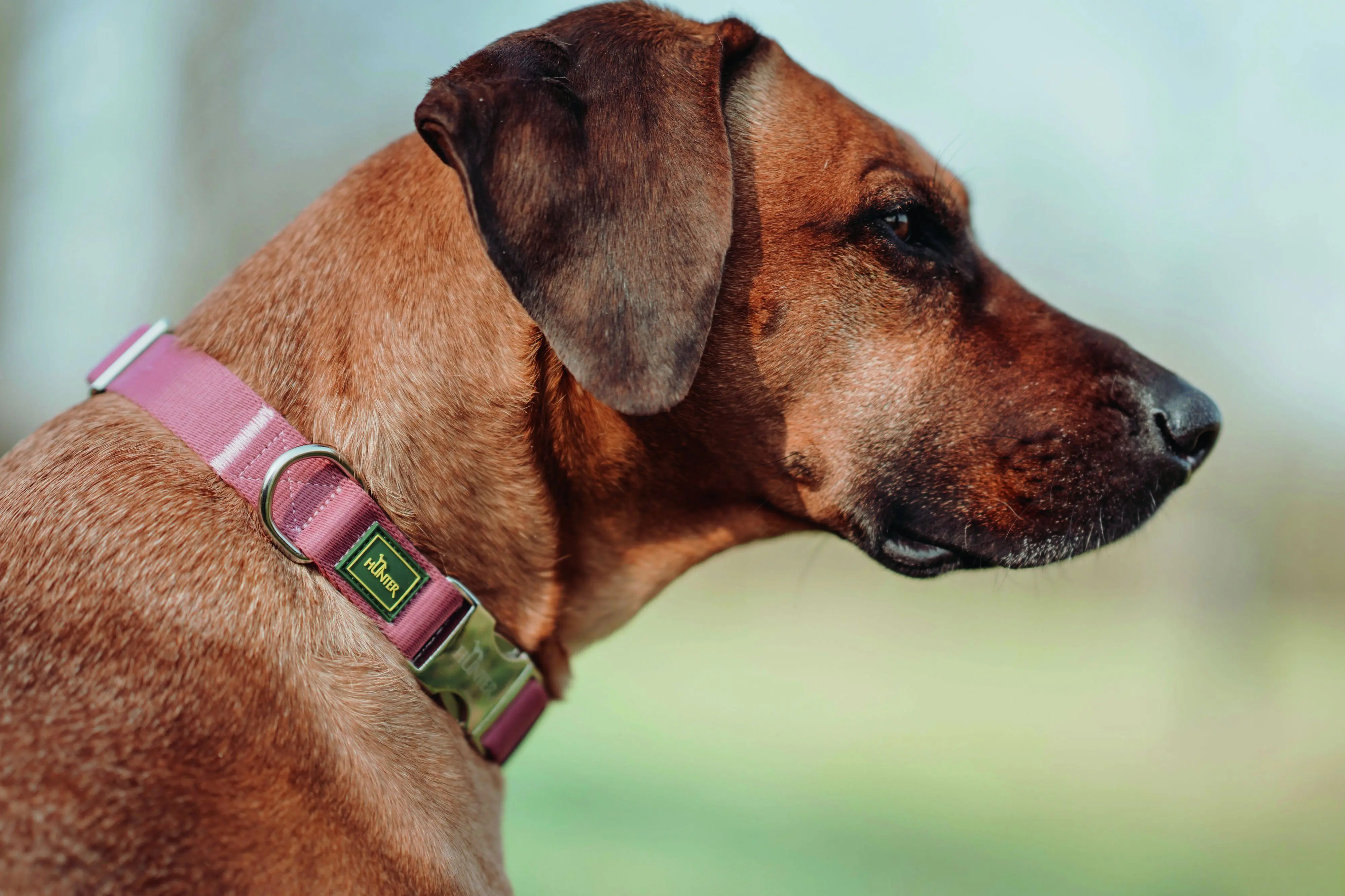 Hunter Hundehalsband Inari Alu-Strong XL pastellrot