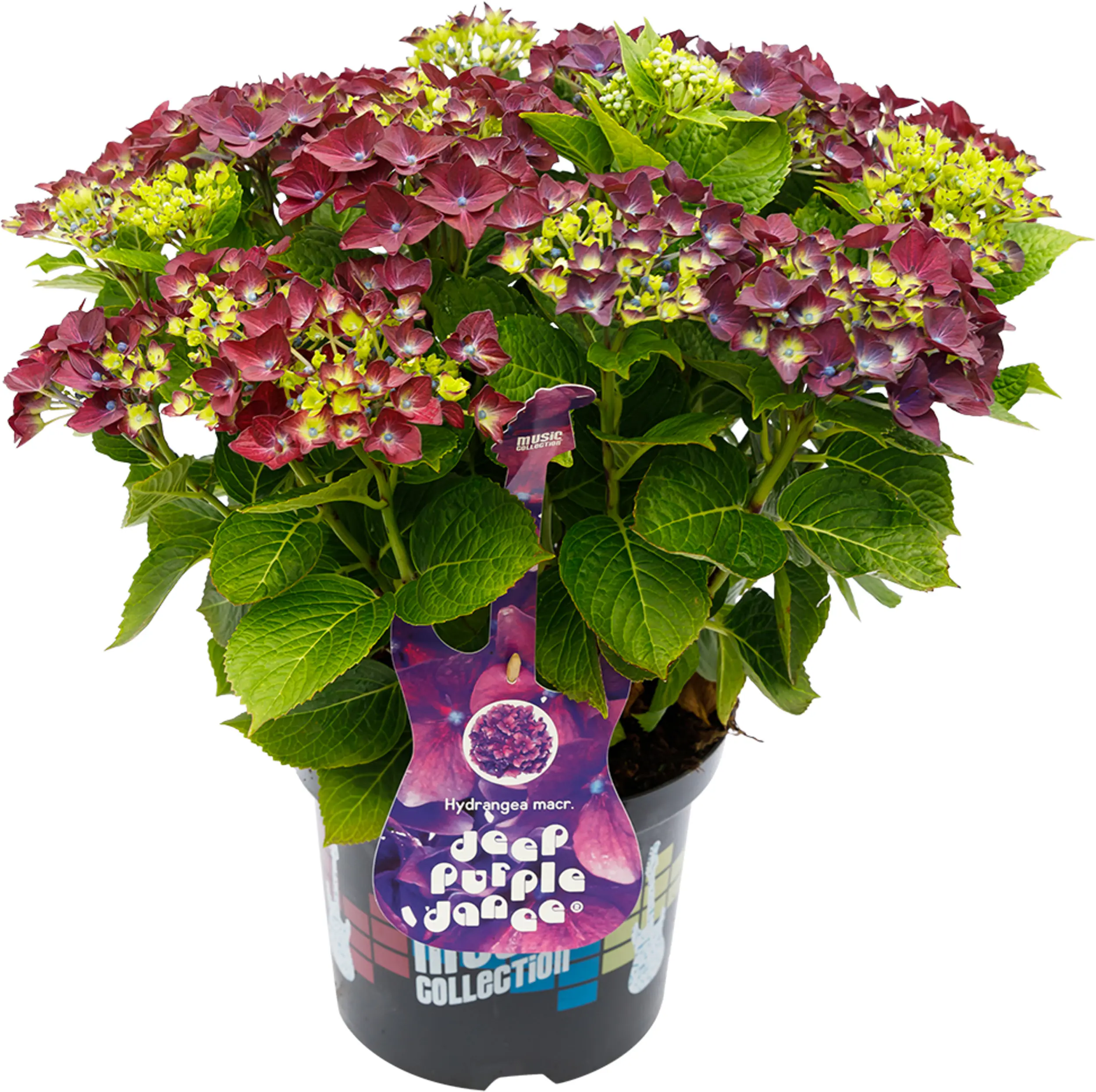 Hydrangea mac. Hortensie Music Collection 19 cm Topf