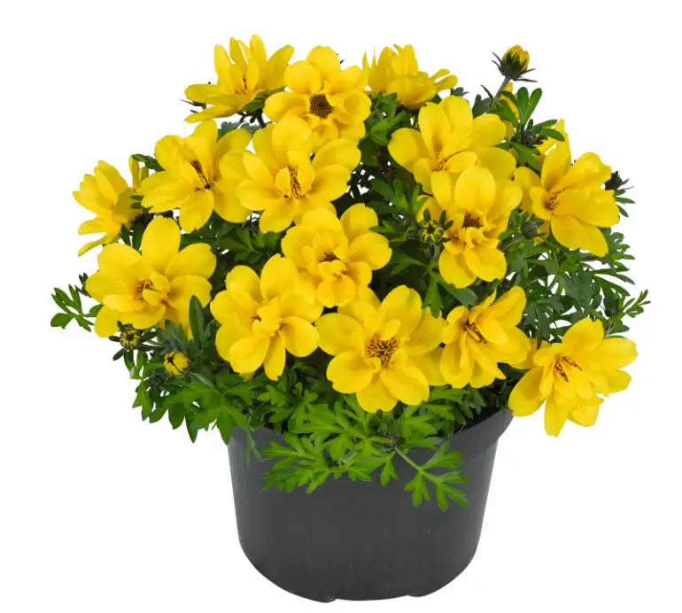 Goldmarie Bidens 13 cm Topf