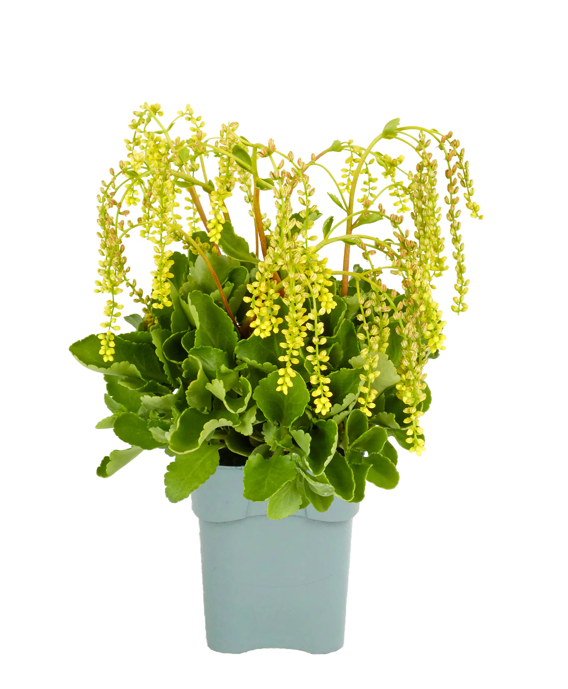 Stauden-Mix "Bauern-Garten" 15 cm Topf