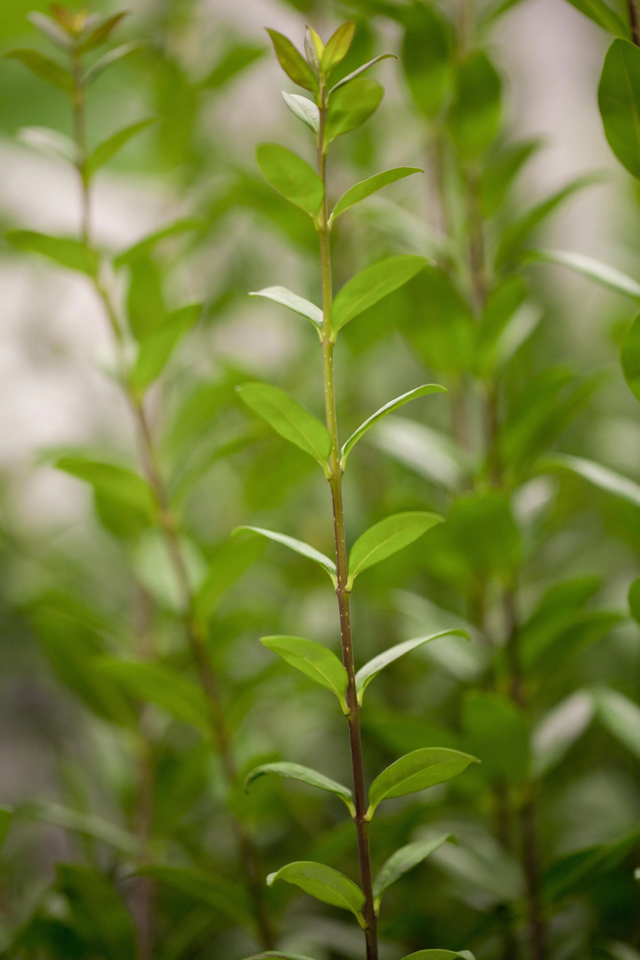 Immergrüner Liguster Ligustrum vulgare atrovirens H 150 - 175 cm, 25 Stück