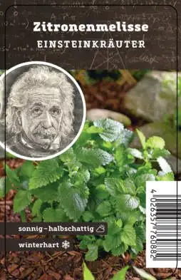 Einsteinkräuter Zitronenmelisse 12 cm Topf