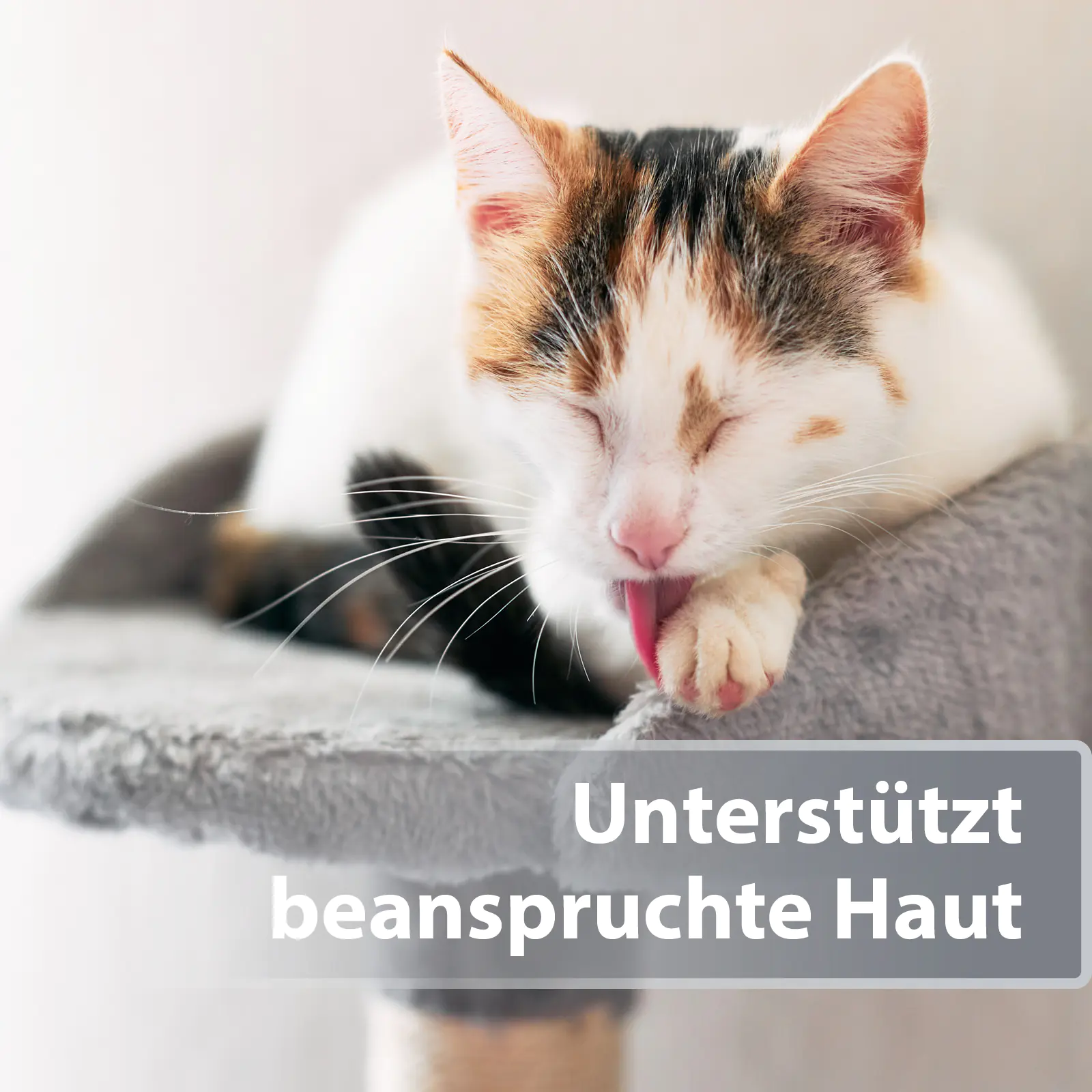 Felisept Mikro Silberspray für Katzen 75 ml