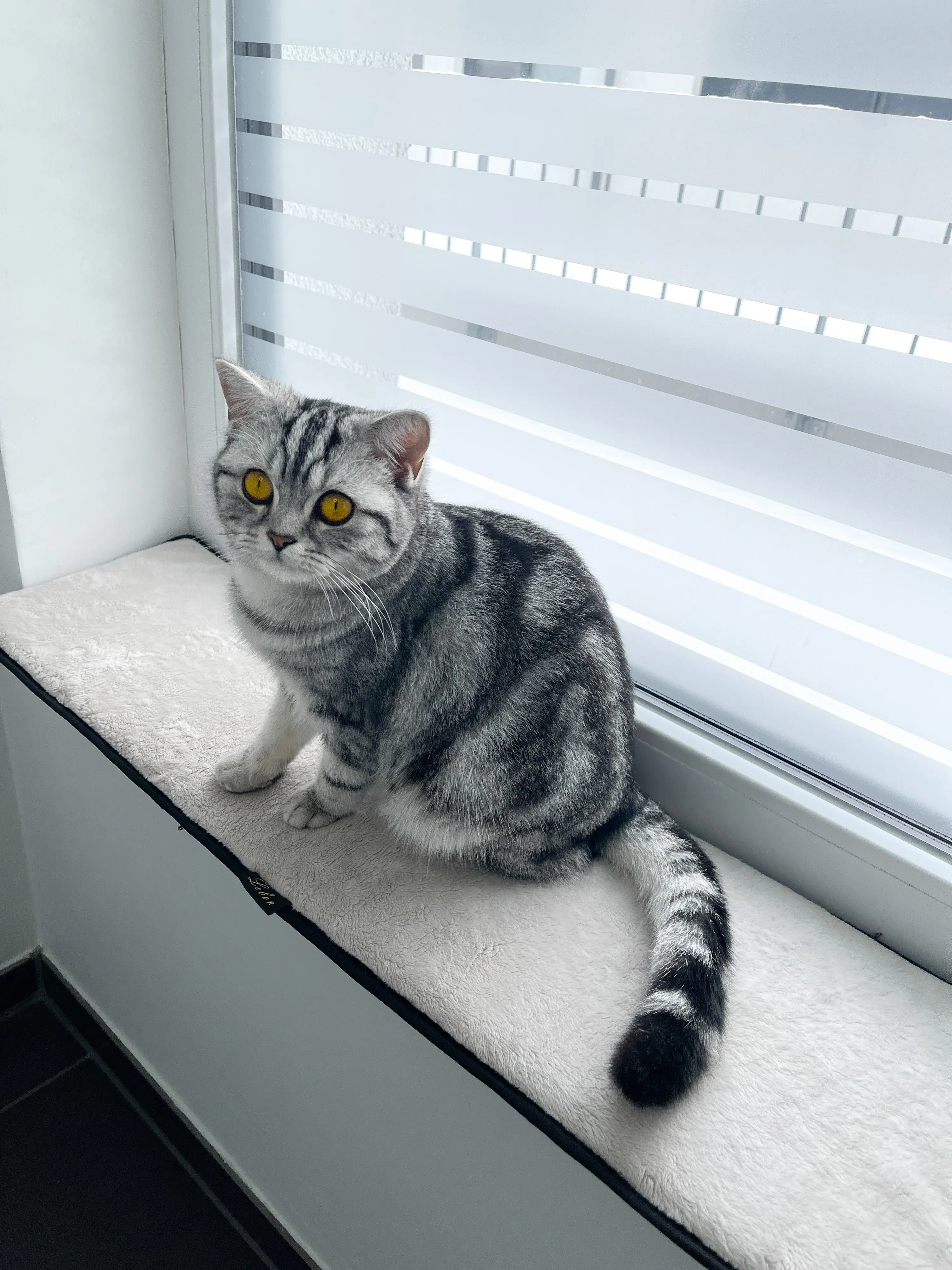Lebon Fensterbankauflage für Katzen Banki XXL 90 x 25 cm elfenbein 