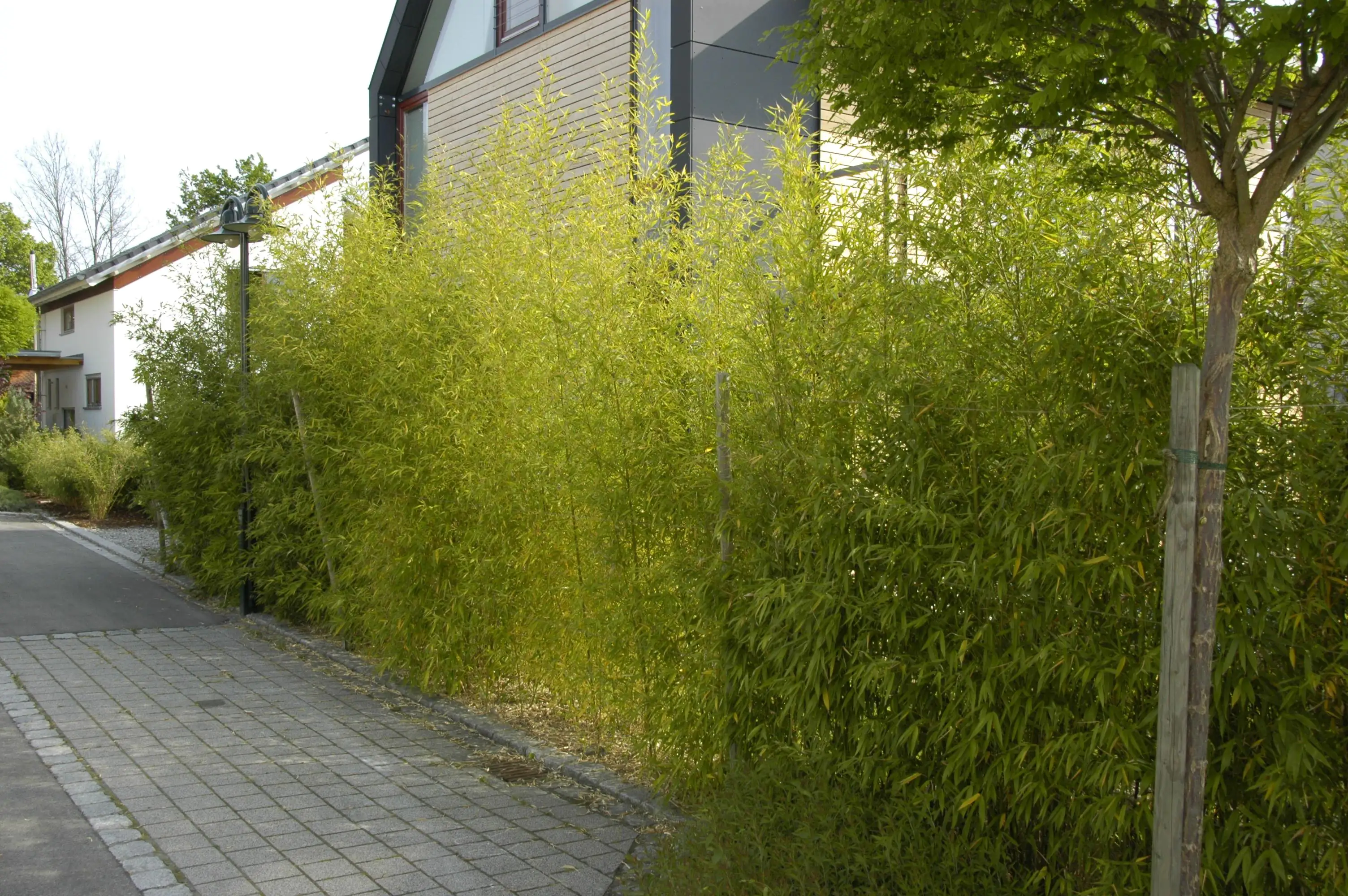 Goldrohrbambus Bambusa aurea H 140- 160 cm 25 Liter Container