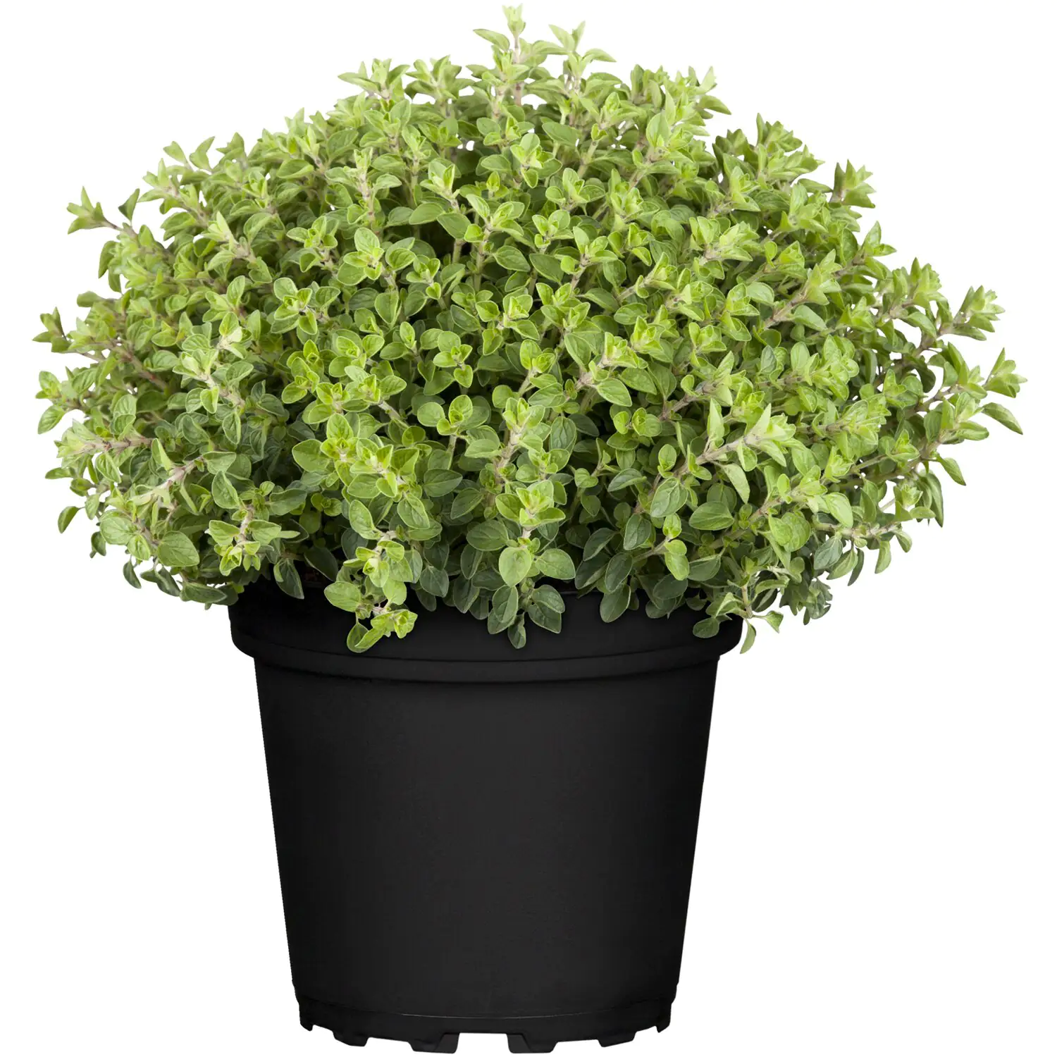 Mediterrane Gewürzkräuter Oregano Origanum Vulgare H 25 cm 14 cm Topf