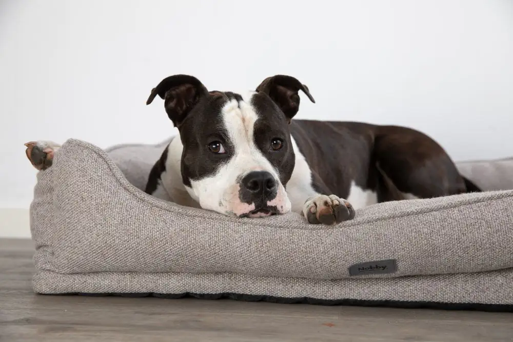 Nobby Orthopädisches Hundebett Calbu eckig beige