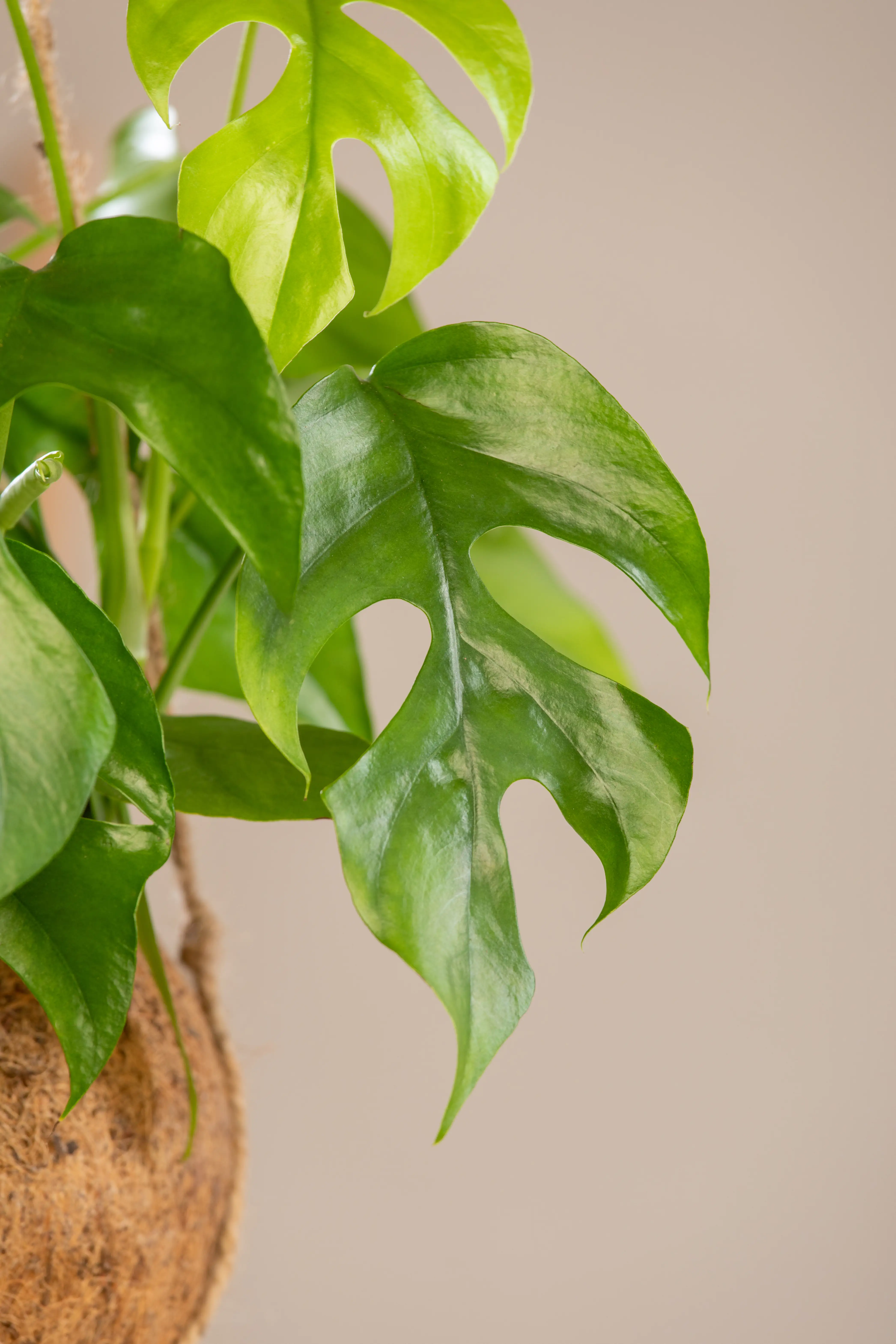Kokodama Ampel Fensterblatt Monstera Minima H ca. 30 cm 17 cm Topf 