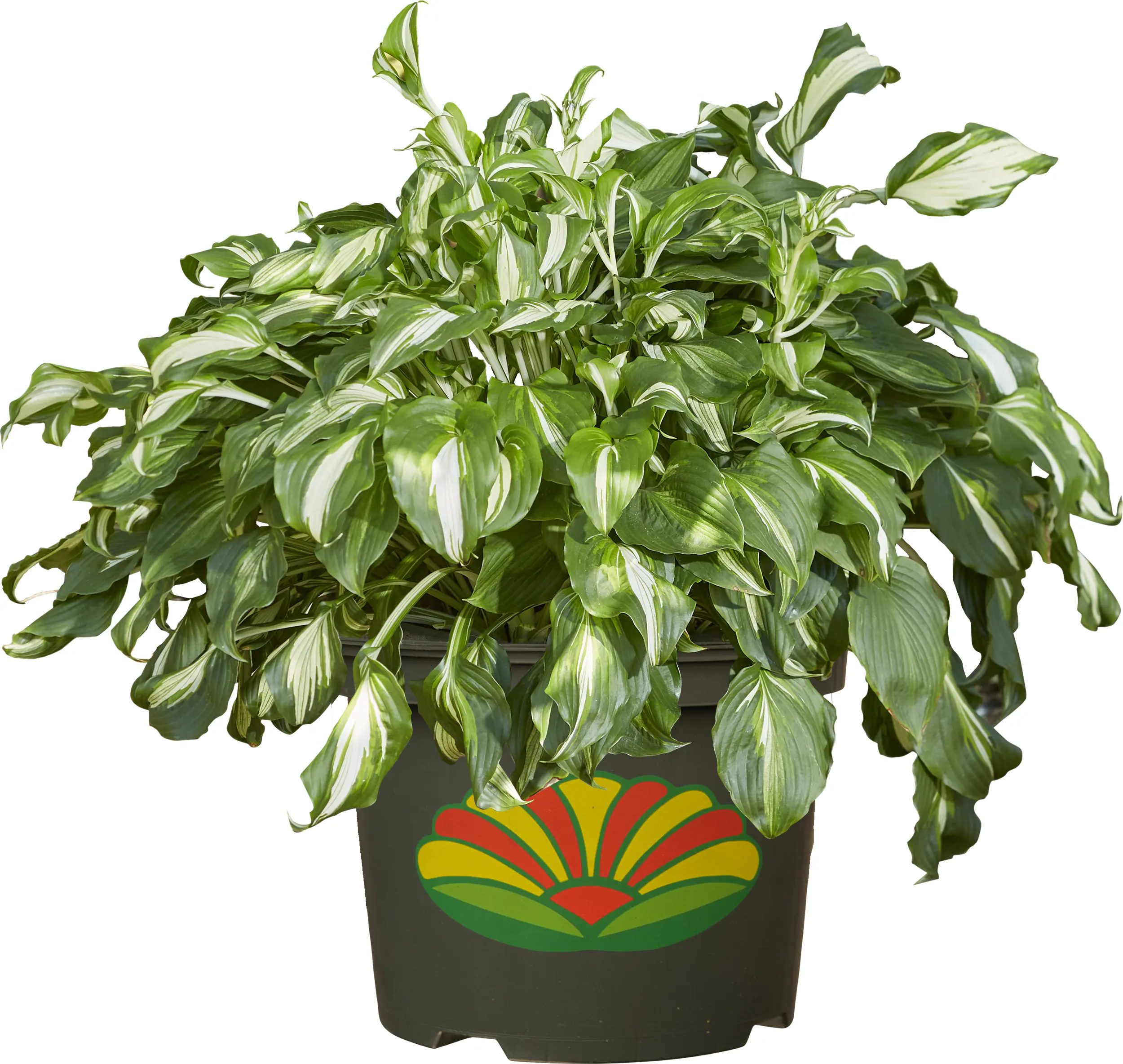 Hosta in Sorten Funkien in Sorten 30 cm 5 L Container