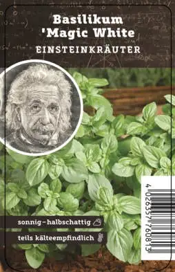 Einsteinkräuter Basilikum Magic White 12 cm Topf