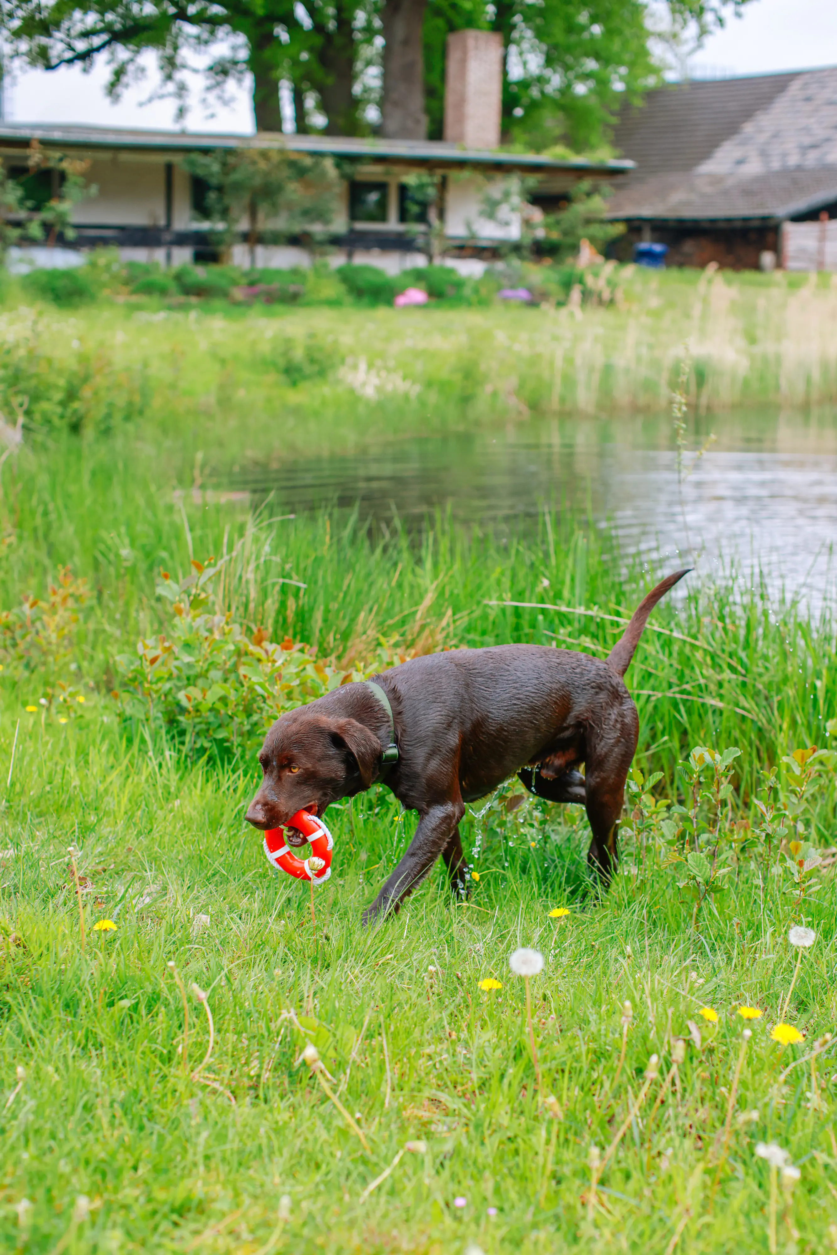 Nobby Wasserspielzeug TPR Rettungsring mit Seil Ø 15 cm