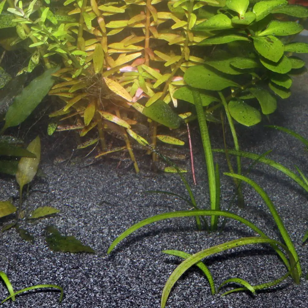 JBL Sansibar Schwarzer Bodengrund für Aquarien Inhalt: 5 kg