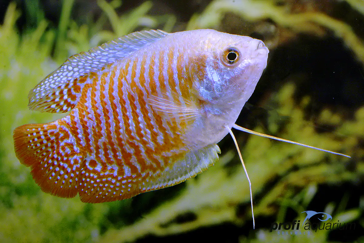 Aquariumfisch Zwergfadenfisch Colisa lalia