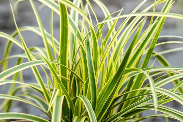 Ziergras Carex hach. Vanilla Ice 17 cm Topf