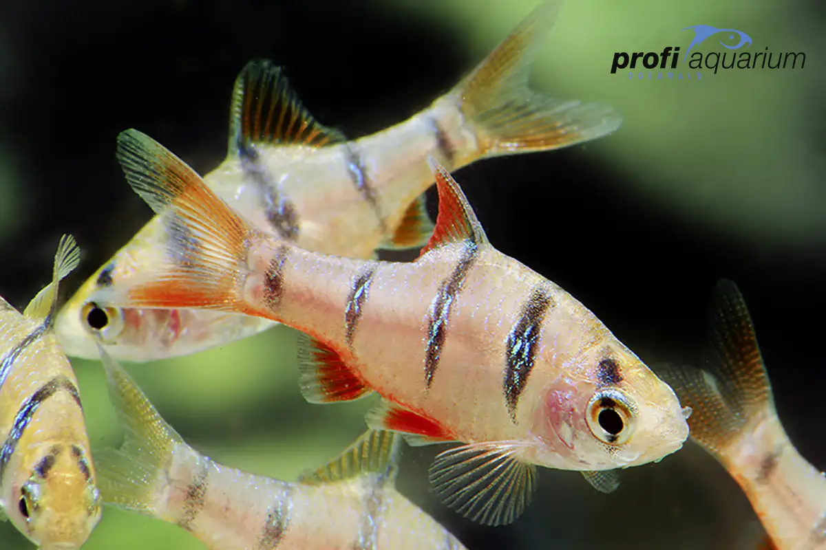 Aquariumfisch Fünfgürtelbarbe Barbus pentazona