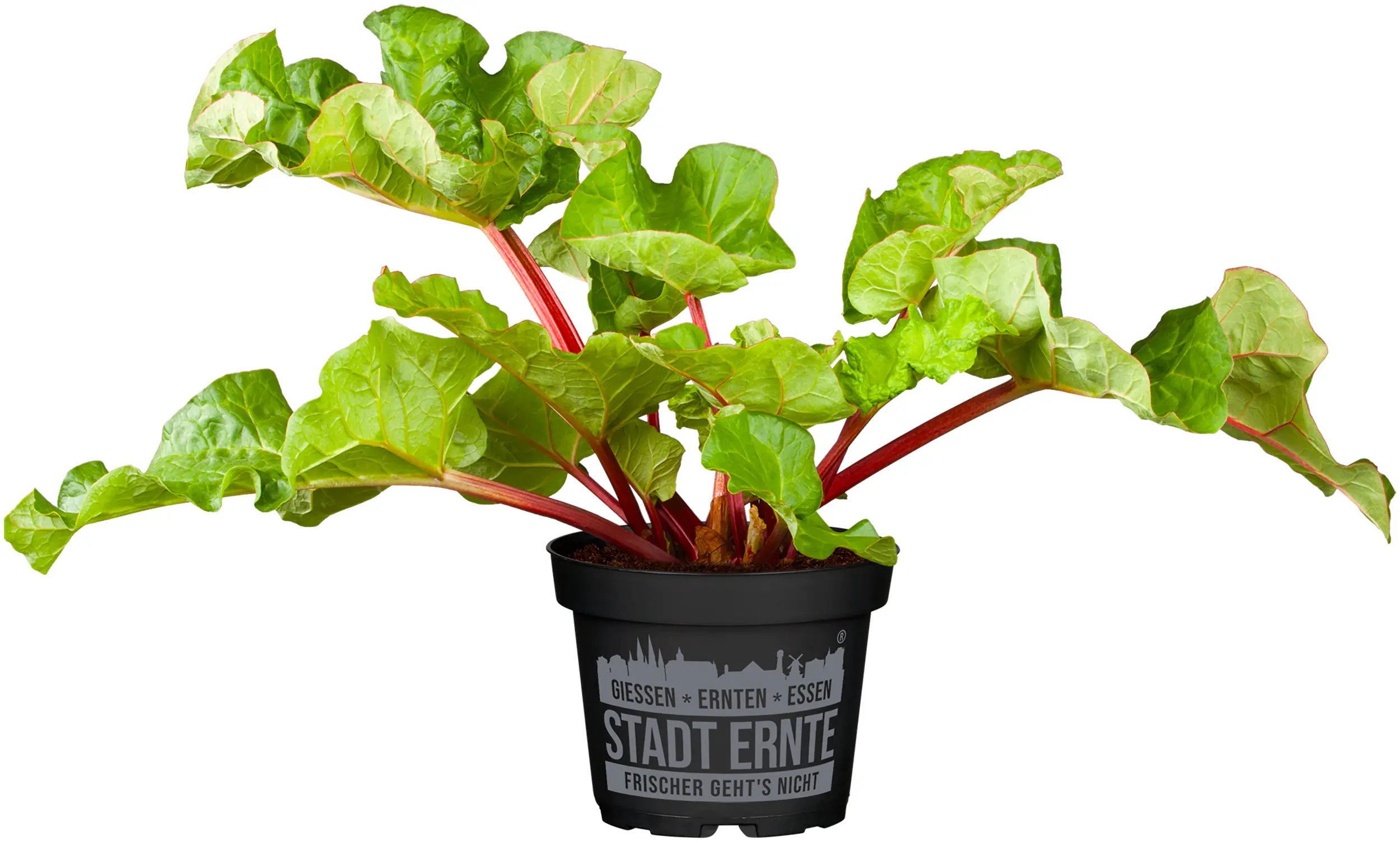 Stadt Ernte Bio Rhabarber Fultons Strawberry Surprise 2 L Container