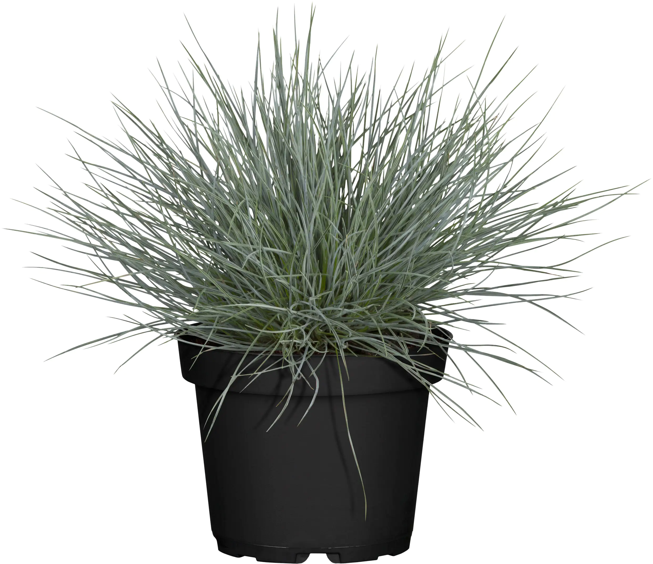 Herbstpflanzen Mix 10,5 cm Topf