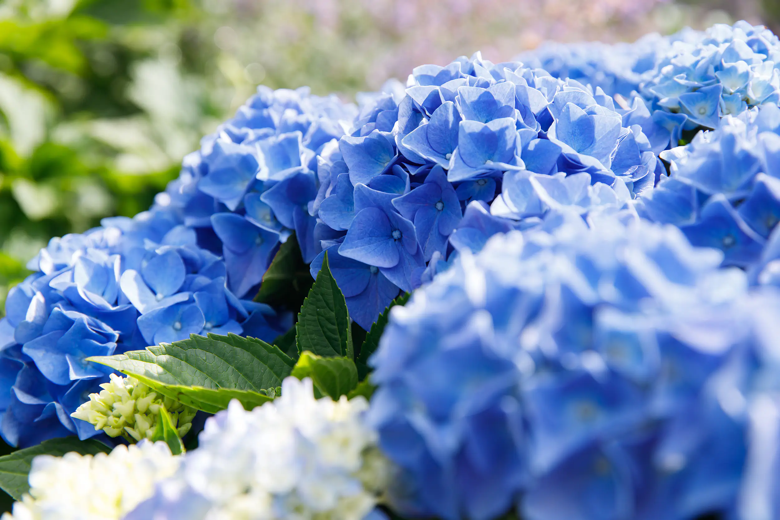 Hydrangea mac. Hortensie Music Collection 19 cm Topf