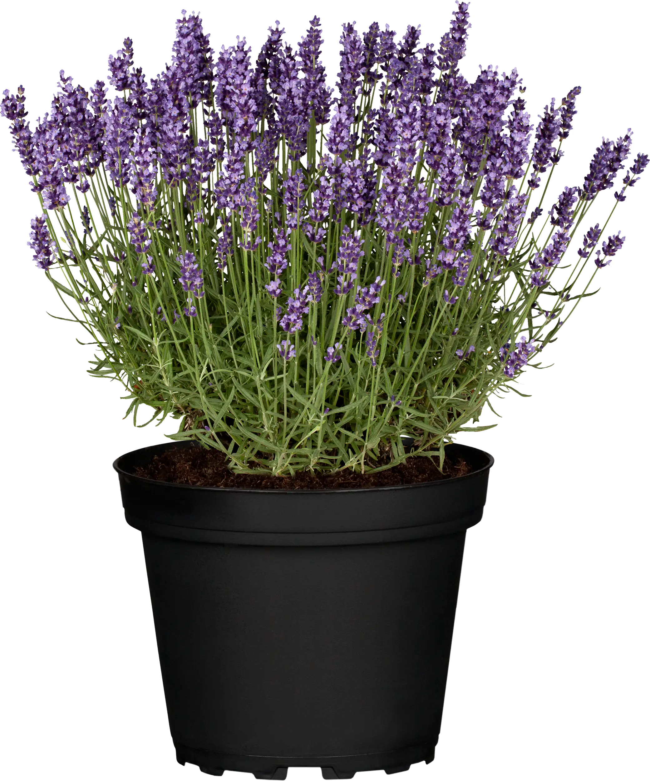 Garten Lavendel Lavandula angustifolia 2 Liter Container
