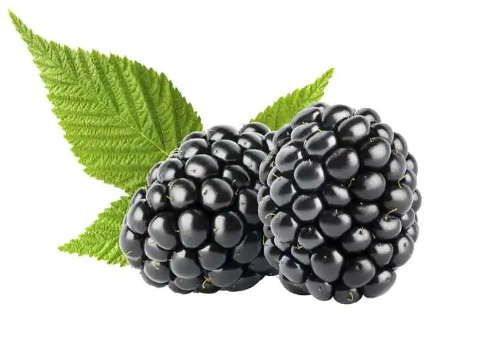 Bio Beerenobst Blaubeere Rubus fruticosus schwarz 3 Liter Topf 