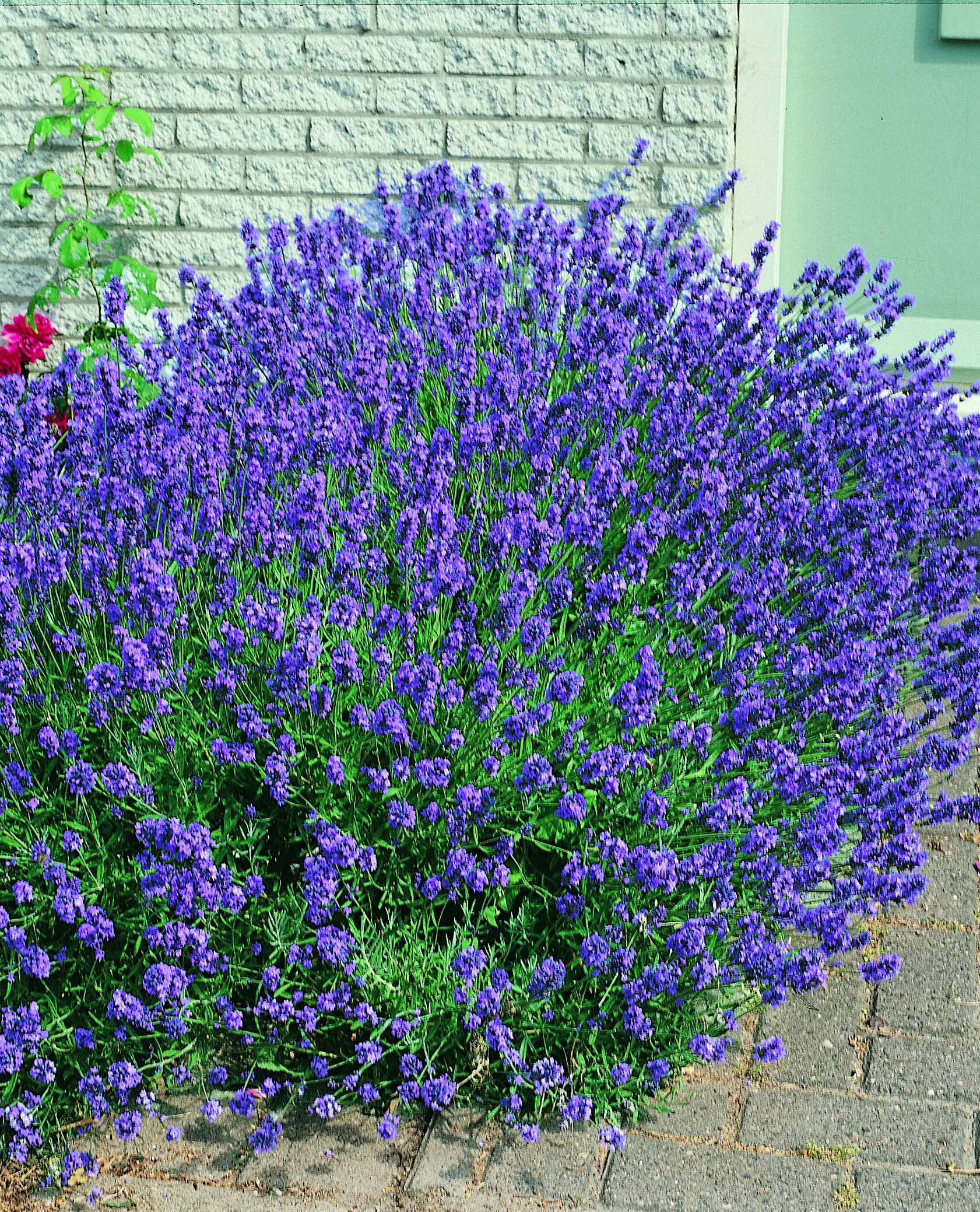 Freilandlavendel Munstead Auslese Lavandula, 5 l Container