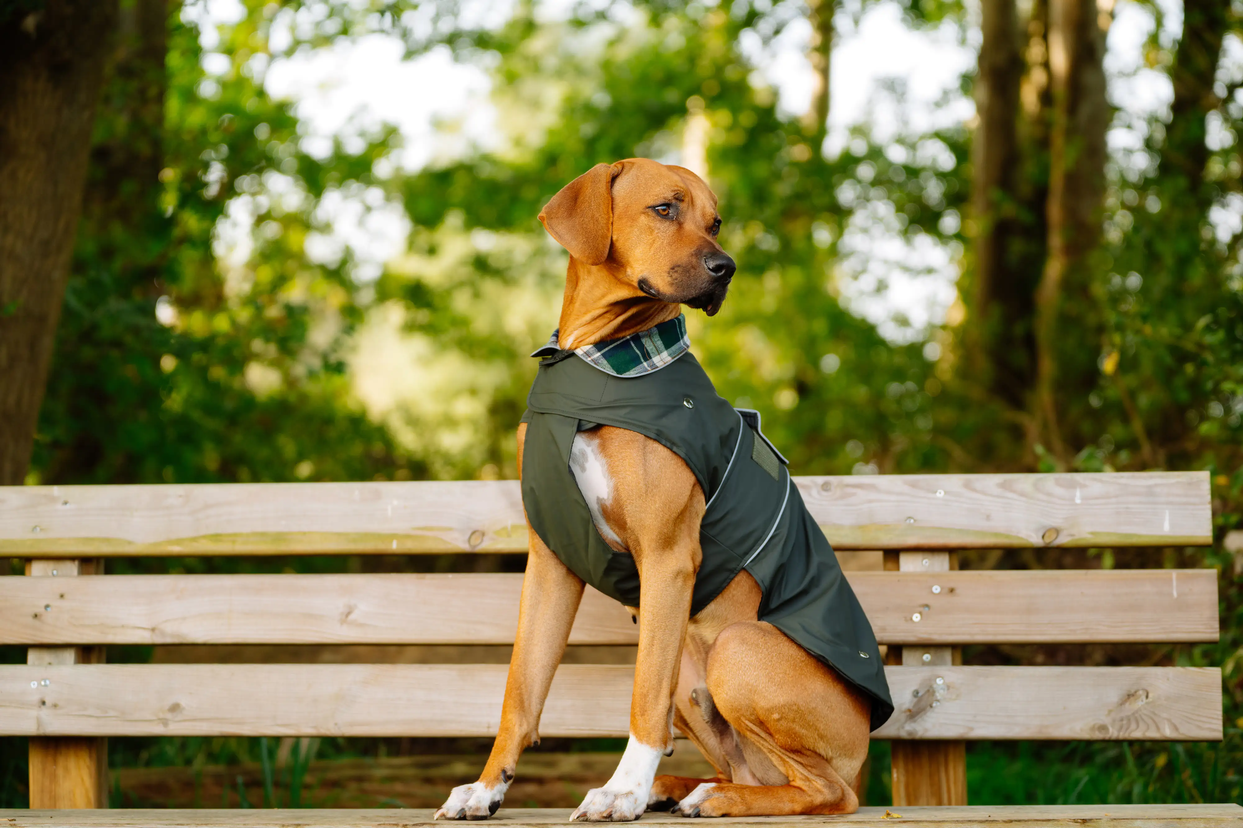 Nobby Hundemantel Sela dunkelgrün