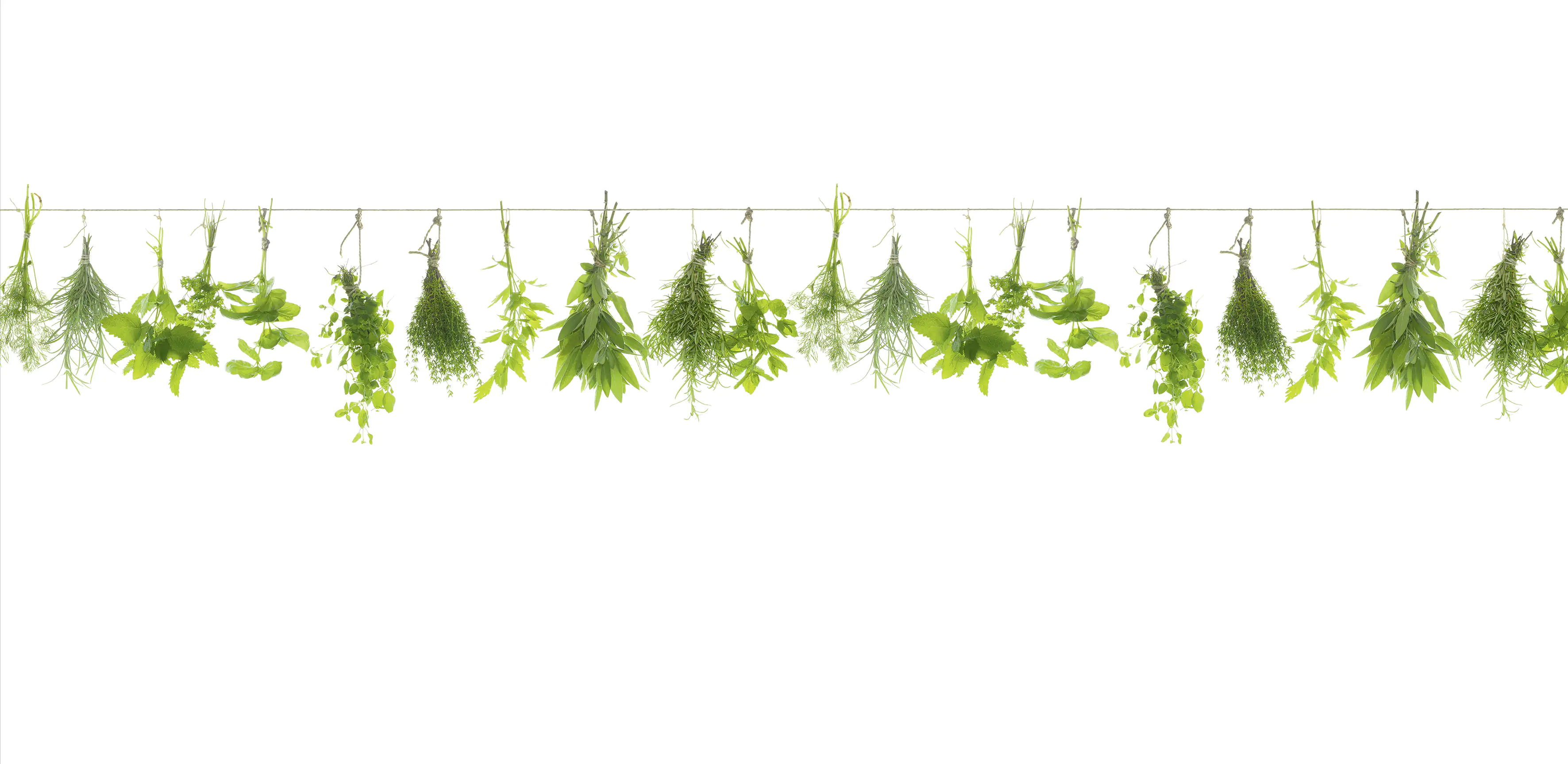 Küchenrückwand WandArt easy 120 x 58,5 cm, 3 mm, herbs line