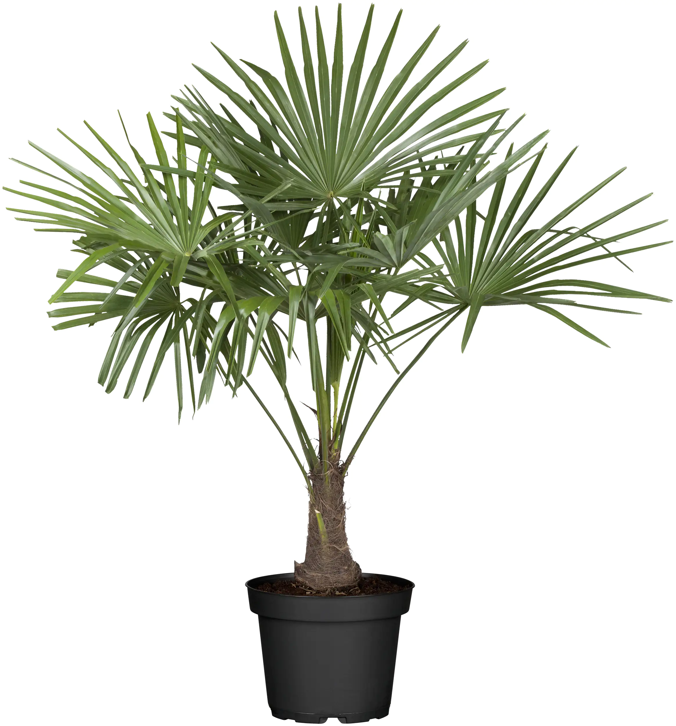 Trachycarpus Hanfpalme 34 cm Topf