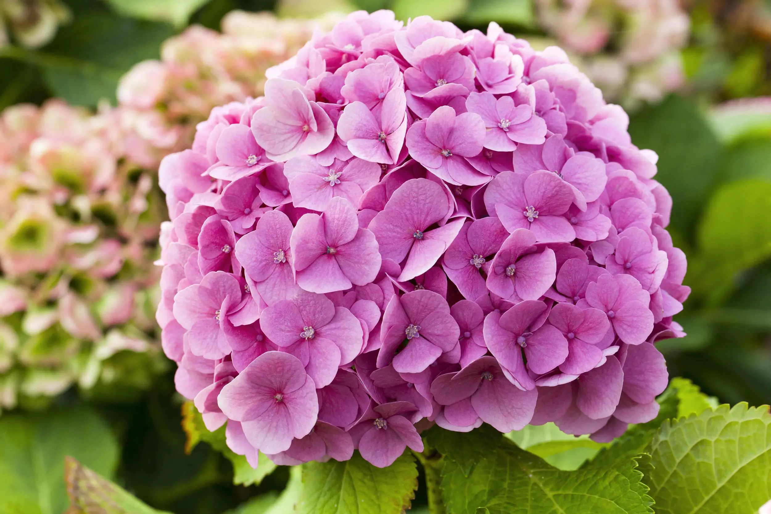 Freiland-Hortensie Hydrangea macrophylla 23 cm Topf