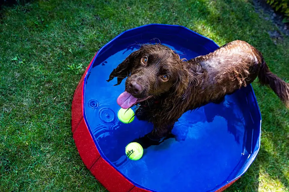Nobby Hundepool rot