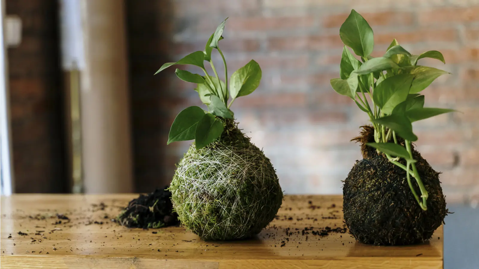Lebendes Plattmoos für Dekorationen, Kränze und Terrarien