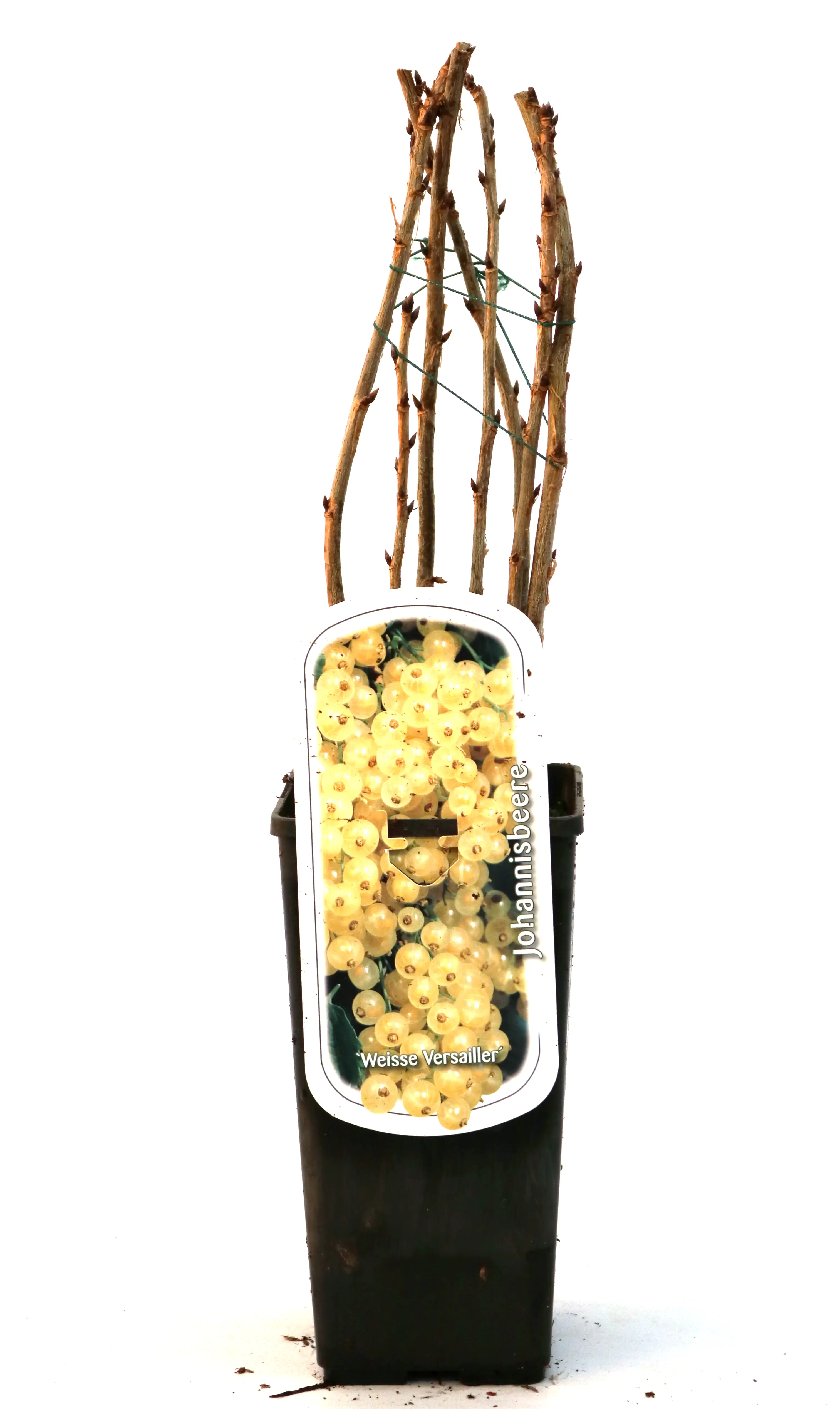 Obststrauch Weiße Johannisbeere 2 L Eck-Container