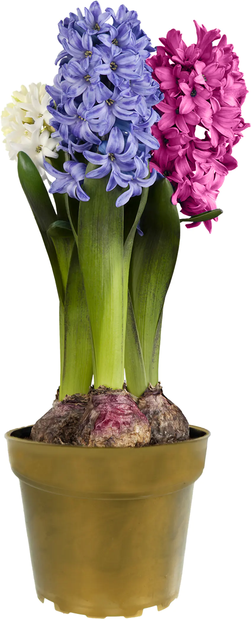 Hyacinthus Hyazinthen Trio 12cm Topf