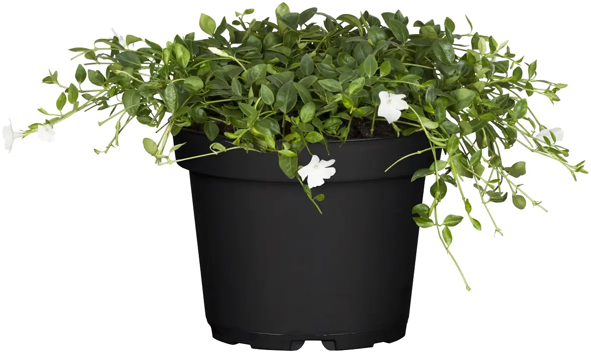 Immergrün Alba 0,5 l Container